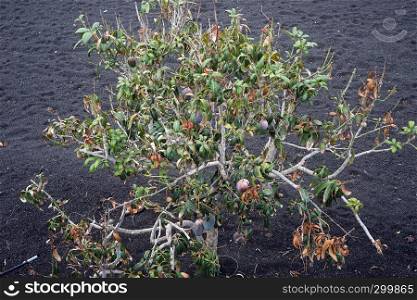 Mango tree on the volcano black soil