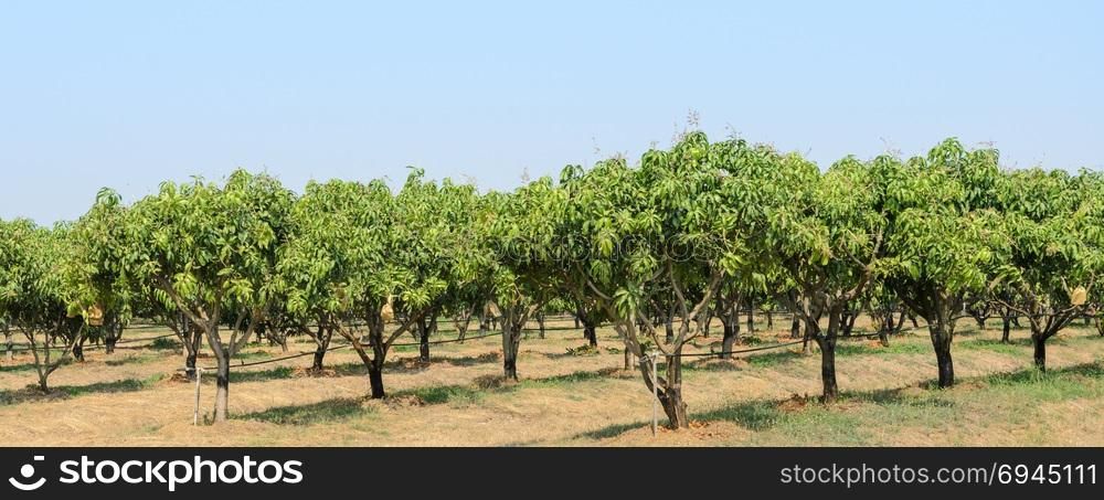 Mango trees growing in a field in Thailand