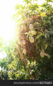 Mangoes on branch and sunrays