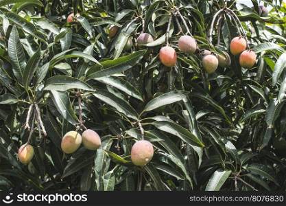 Mangoes on branch. Close up