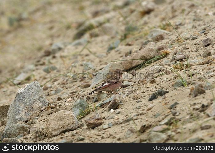 Mangolian Finch, Bucanetes mongolicus, Hanle, Leh Ladakh, Jammu and Kashmir, India.