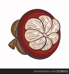 Mangosteen fruit sliced isolated vector illustration. The pulp of the exotic mangosteen fruit. Delicious healthy organic food. Mangosteen fruit sliced isolated vector illustration