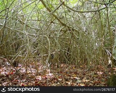 mangroove jungle in central america wilderness messy branches