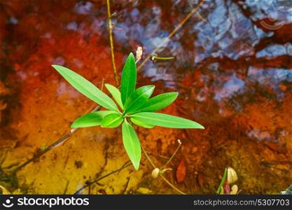 Mangroove leaves in Riviera Maya lagoon of Mexico
