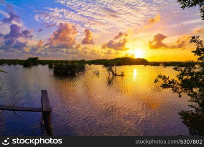 Mangroove sunset in Riviera Maya lagoon of Mexico
