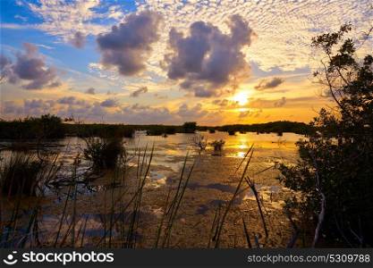Mangroove sunset in Riviera Maya lagoon of Mexico