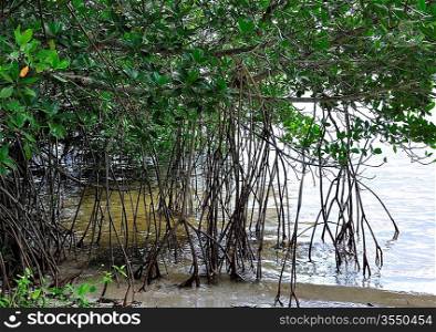 Mangrove Forest And Roots In Water , Close Up