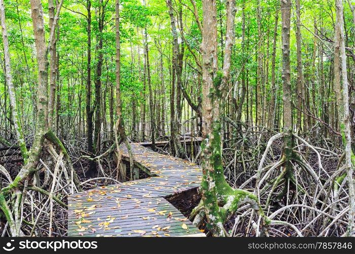 Mangrove forest Boardwalk way