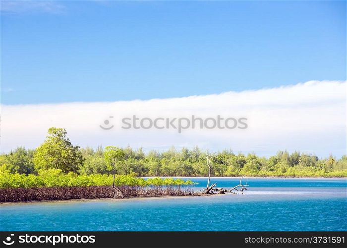 Mangrove forest coast in Surin Island National Park Phuket Thailand