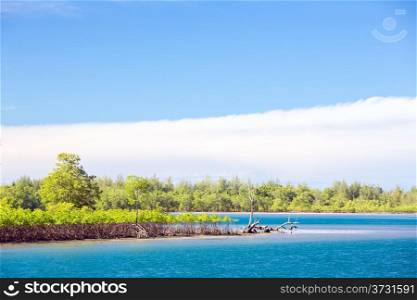 Mangrove forest coast in Surin Island National Park Phuket Thailand