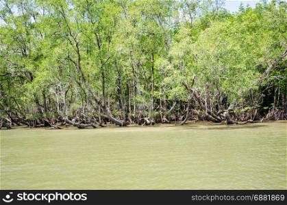 Mangrove forest in Phang Nga
