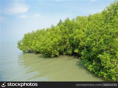 Mangrove forest in Thailand