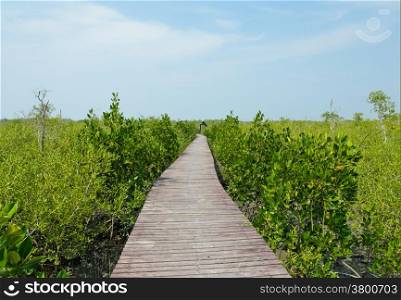 Mangrove forest in Thailand
