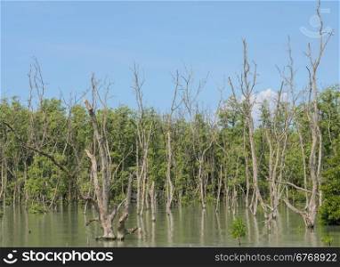 Mangrove forest in Thailand. Mangroves serve as nurseries for many marine species.