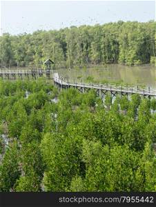 Mangrove forest in Thailand. Mangroves serve as nurseries for many marine species.