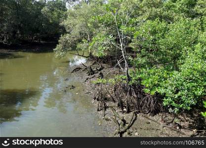 Mangrove Forest in the inter-tidal zone during high tide at Sungei Buloh Nature Reserve in Singapore