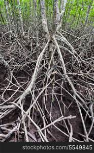 Mangrove forest looks like very terrible place