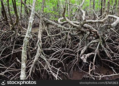 Mangrove forest looks like very terrible place