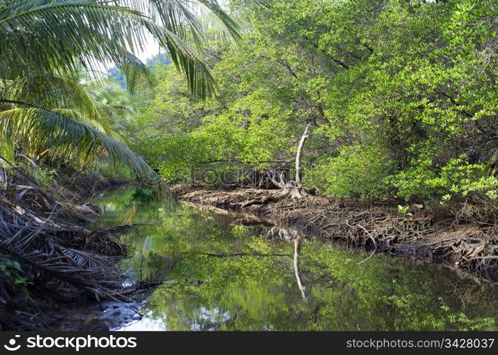 Mangrove forest on Koh Chang island, Thailand