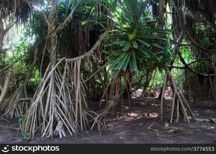 Mangrove forest on the sand beach Bentota, Sri Lanka