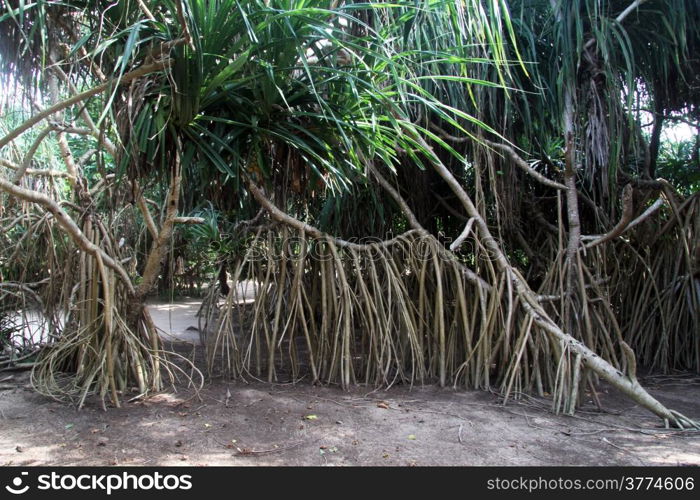 Mangrove forest on the sand beach Bentota, Sri Lanka