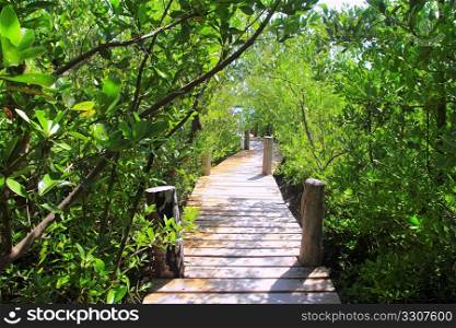 mangrove forest walkway jungle Quintana Roo mexico