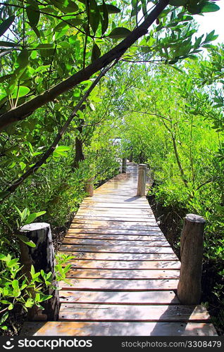 mangrove forest walkway jungle Quintana Roo mexico