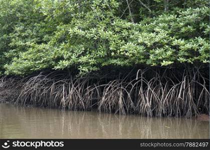 Mangrove Forests in Langkawi Malaysia