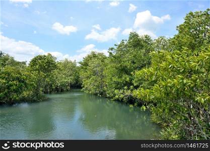 Mangrove forests ( swamp ) with Stream