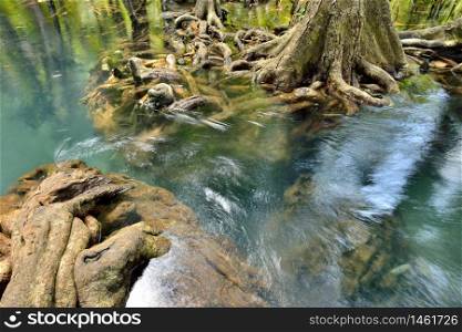 Mangrove forests ( swamp ) with Stream