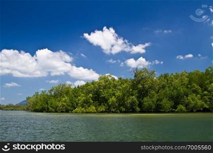 Mangrove landscape in Krabi in Thailand