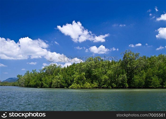 Mangrove landscape in Krabi in Thailand