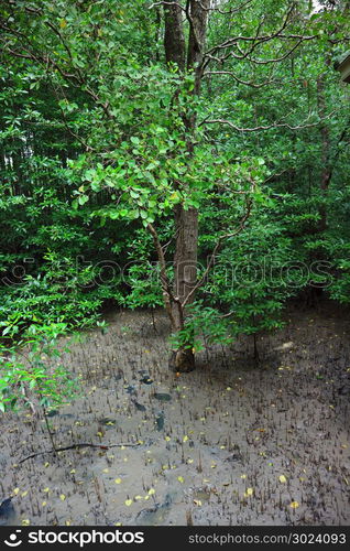 Mangrove, mangrove forest in Thailand