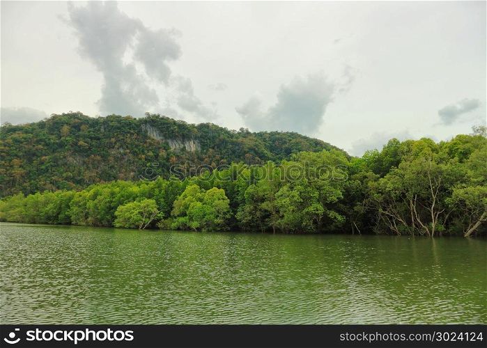 Mangrove, mangrove forest in Thailand