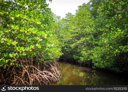 Mangrove swamp in Nusa Lembongan island, Bali, Indonesia. Mangrove in Nusa Lembongan island, Bali, Indonesia
