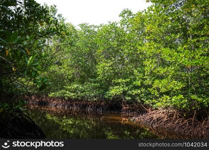 Mangrove swamp in Nusa Lembongan island, Bali, Indonesia. Mangrove in Nusa Lembongan island, Bali, Indonesia