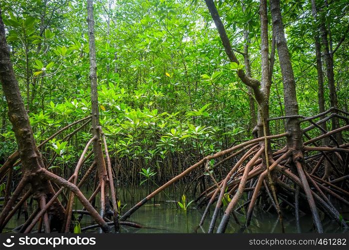Mangrove swamp in Phang Nga Bay, Thailand. Mangrove in Phang Nga Bay, Thailand