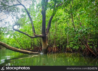 Mangrove swamp in Phang Nga Bay, Thailand. Mangrove in Phang Nga Bay, Thailand