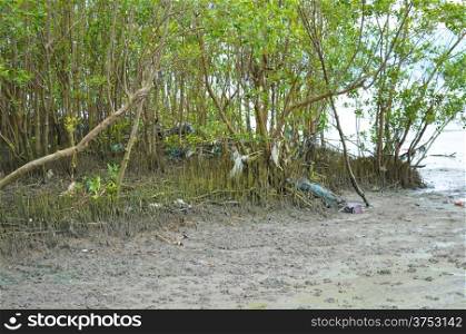 Mangrove tree at the muddy seaside in Penang, Malaysia