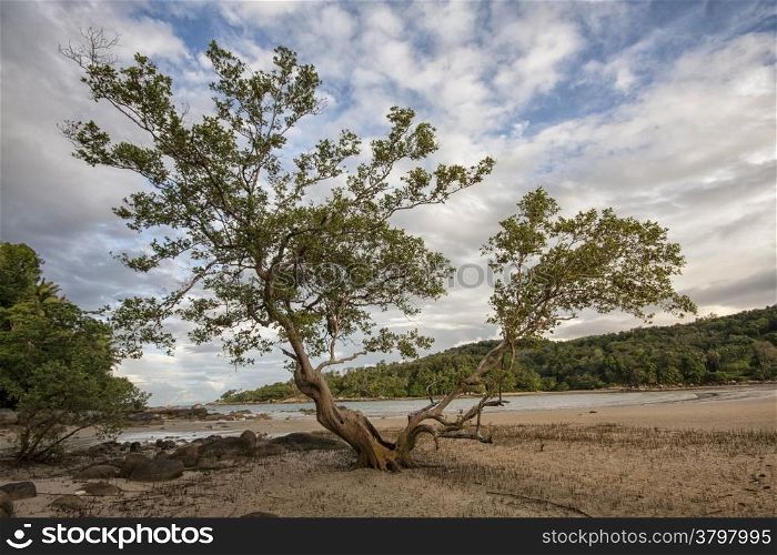 Mangrove tree on Layan beach, Phuket, Thailand
