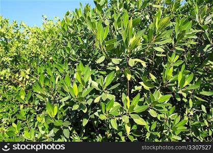 mangrove tree plant in tropical caribbean Mexico