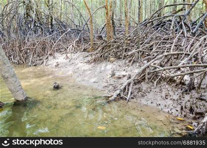 Mangrove tree root krabi thailand.