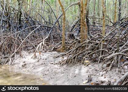 Mangrove tree root krabi thailand.