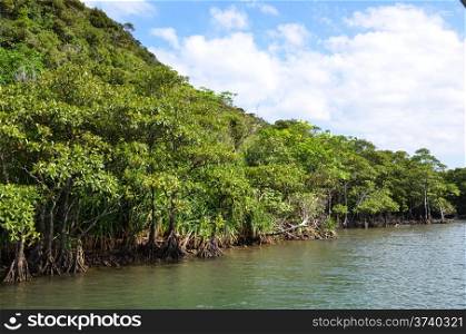 Mangrove trees at the river Urauchi at the tropical japanese island Iriomote