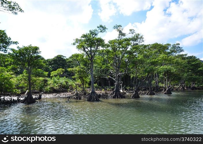 Mangrove trees at the riverside of Urauchi river at the tropical japanese island Iriomote