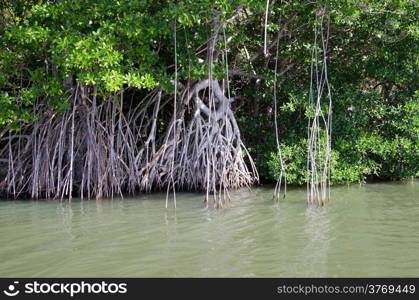 mangrove trees in caribbean sea