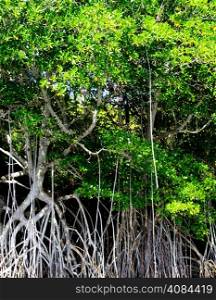 mangrove trees in caribbean sea