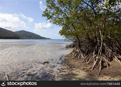 Mangrove trees on the beach of Cape Tribulation, Queensland,Australia