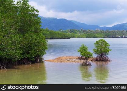 Mangrove trees on tropical island