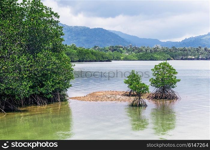 Mangrove trees on tropical island